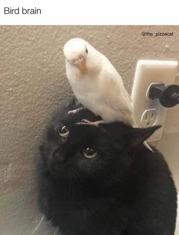 Bird brain @the_pizzacat