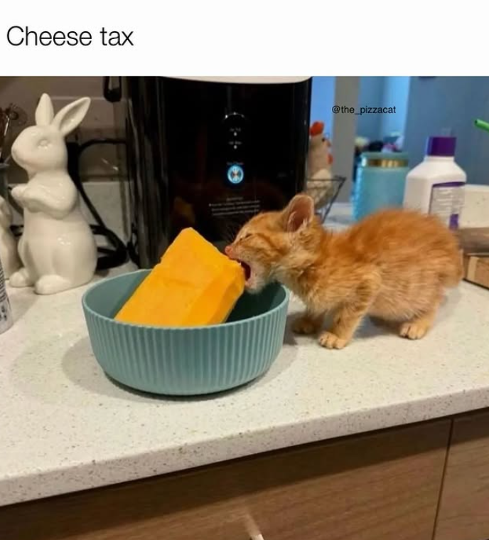 Cheese tax @the_pizzacat 200
