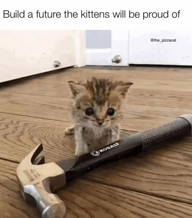 Build a future the kittens will be proud of KOBALT @the_pizzacat