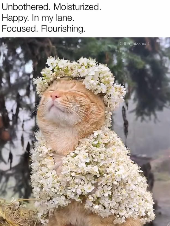 Unbothered. Moisturized. Happy. In my lane. Focused. Flourishing. @the_pizzacat
