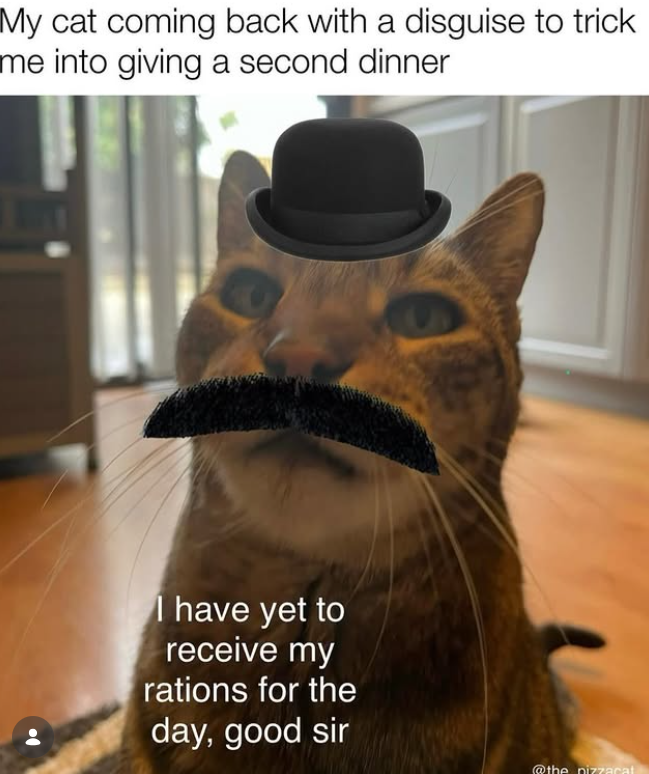 My cat coming back with a disguise to trick me into giving a second dinner I have yet to receive my rations for the day, good sir @the pizzacal