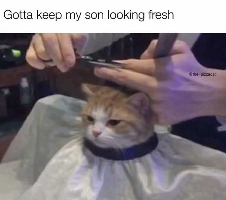 Gotta keep my son looking fresh @the_pizzacat