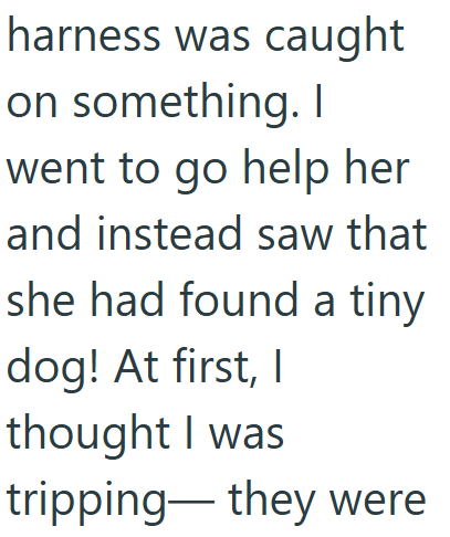 harness was caught on something. I went to go help her and instead saw that she had found a tiny dog! At first, I thought I was tripping they were