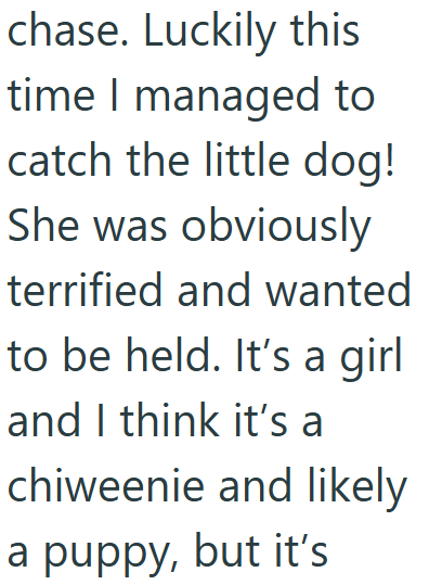 chase. Luckily this time I managed to catch the little dog! She was obviously terrified and wanted to be held. It's a girl and I think it's a chiweenie and likely a puppy, but it's