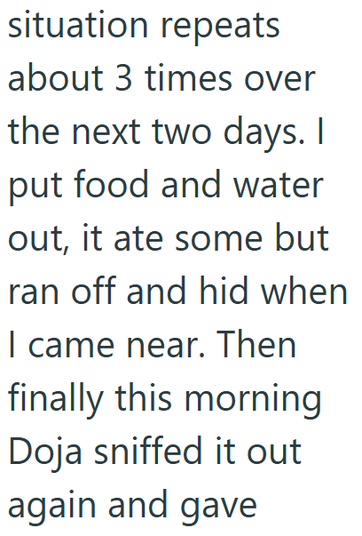 situation repeats about 3 times over the next two days. I put food and water out, it ate some but ran off and hid when I came near. Then finally this morning Doja sniffed it out again and gave