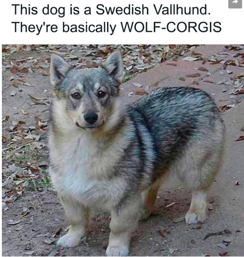 This dog is a Swedish Vallhund. They're basically WOLF-CORGIS