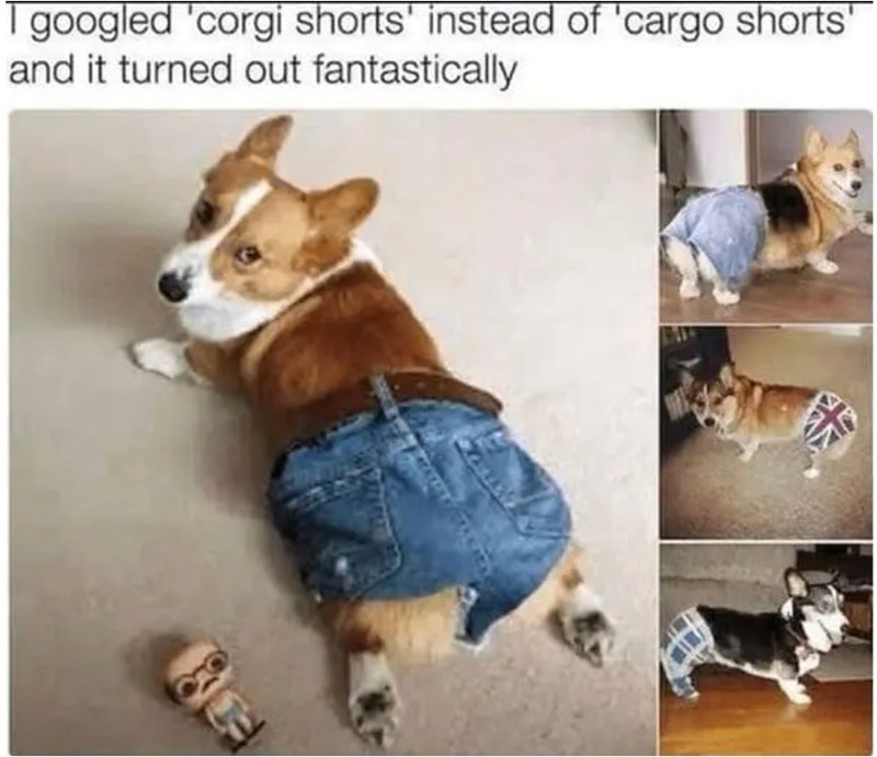 I googled 'corgi shorts' instead of 'cargo shorts' and it turned out fantastically