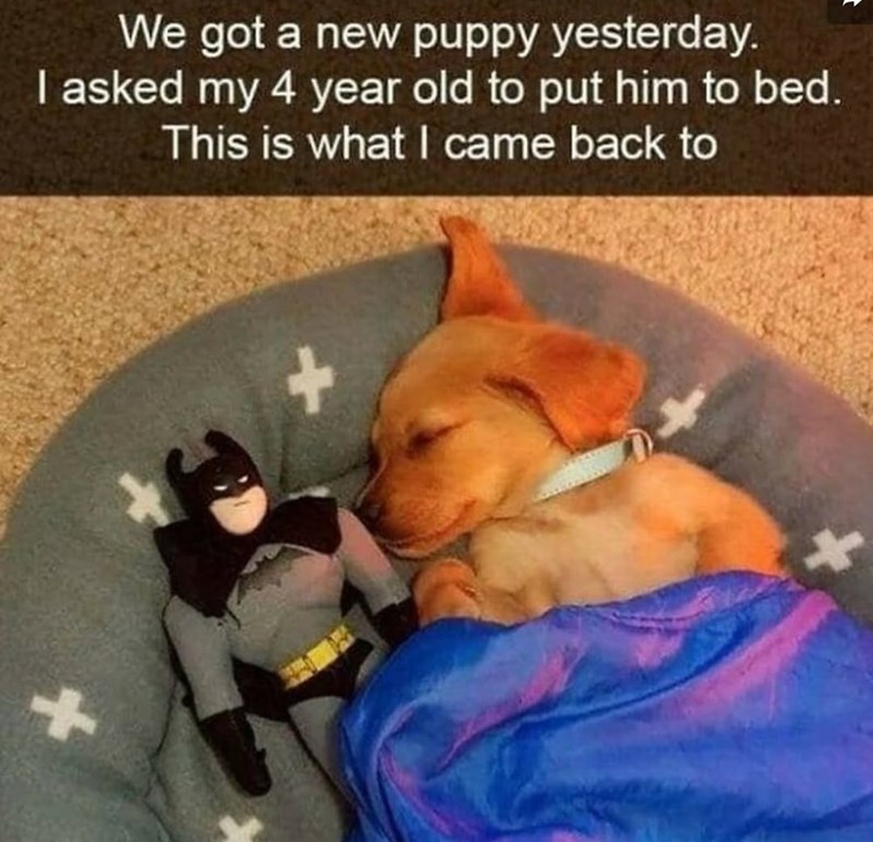 We got a new puppy yesterday. I asked my 4 year old to put him to bed. This is what I came back to