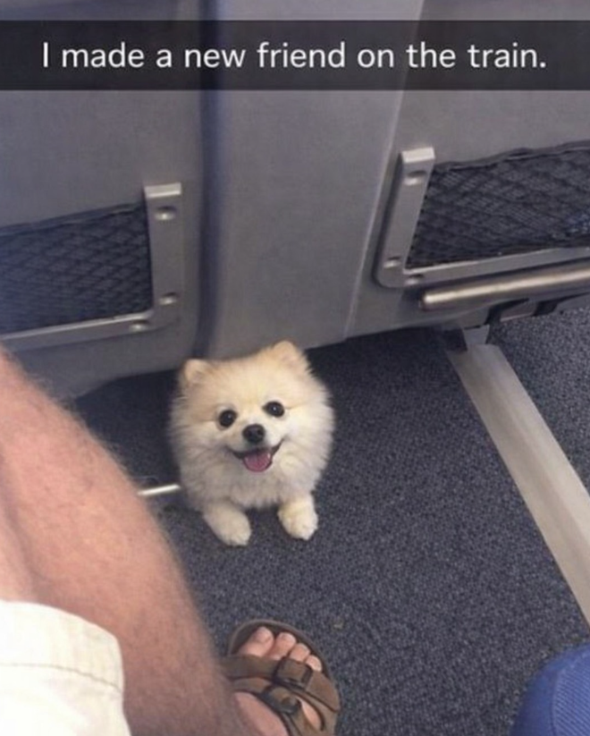 I made a new friend on the train.