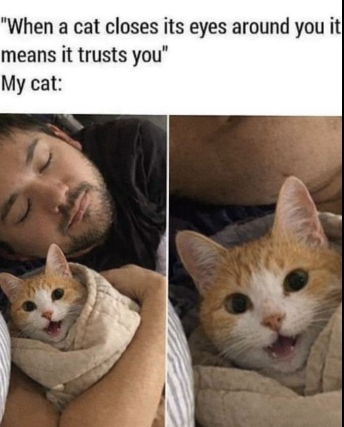 "When a cat closes its eyes around you means it trusts you" My cat: it