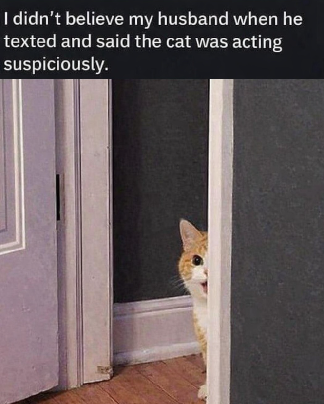 I didn't believe my husband when he texted and said the cat was acting suspiciously.