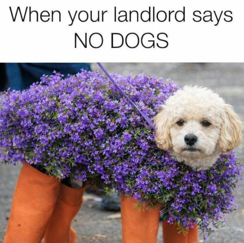 When your landlord says NO DOGS