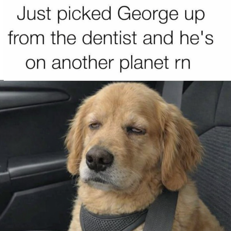 Just picked George up from the dentist and he's on another planet rn
