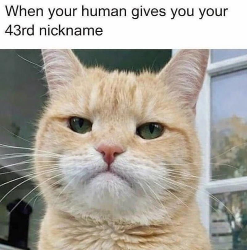 When your human gives you your 43rd nickname