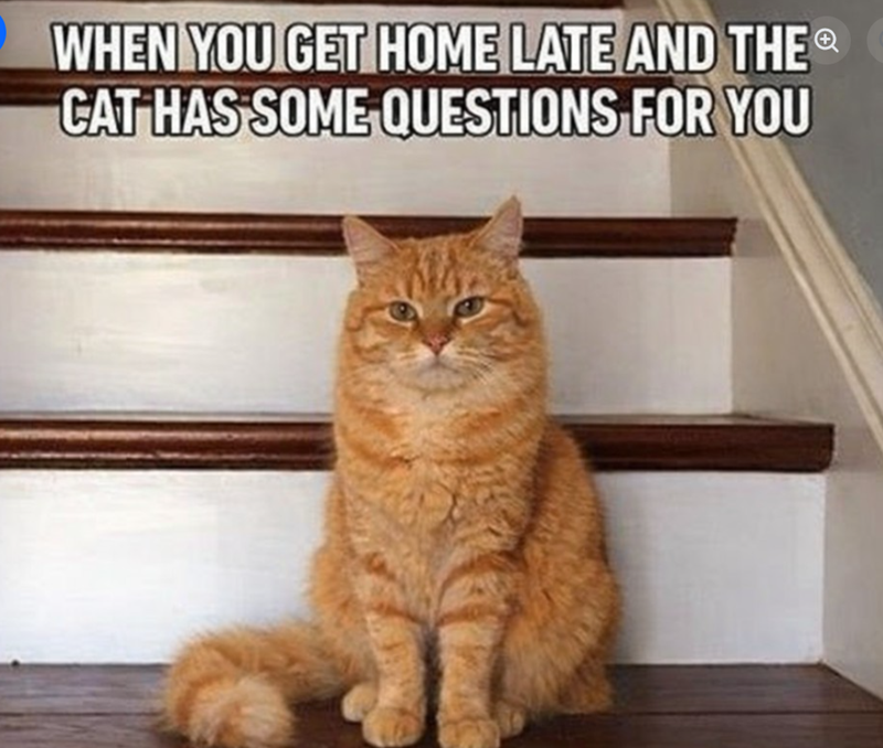WHEN YOU GET HOME LATE AND THEⓇ CAT HAS SOME QUESTIONS FOR YOU
