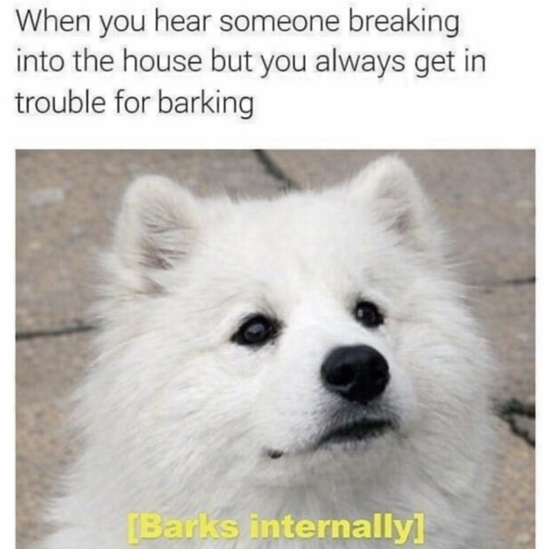 When you hear someone breaking into the house but you always get in trouble for barking [Barks internally]