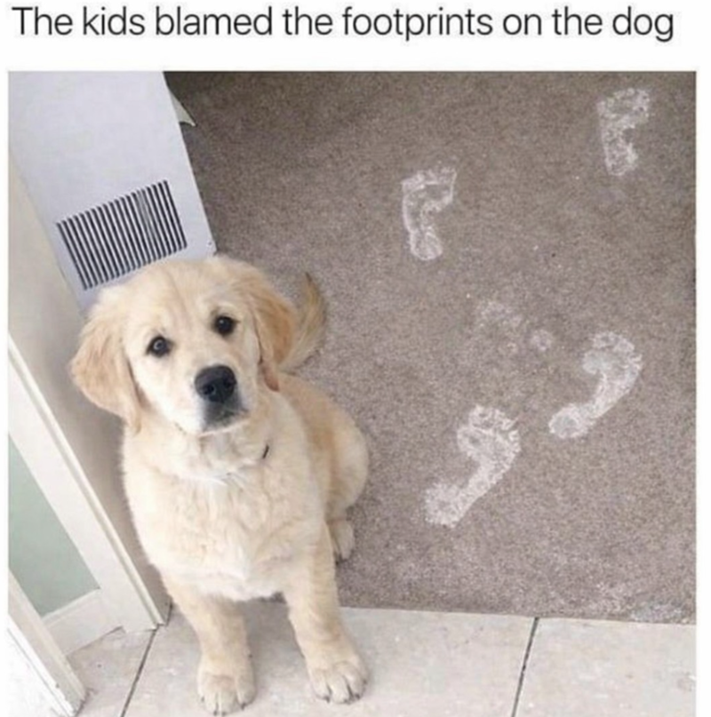 The kids blamed the footprints on the dog