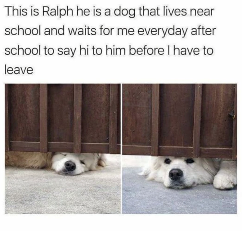 This is Ralph he is a dog that lives near school and waits for me everyday after school to say hi to him before I have to leave