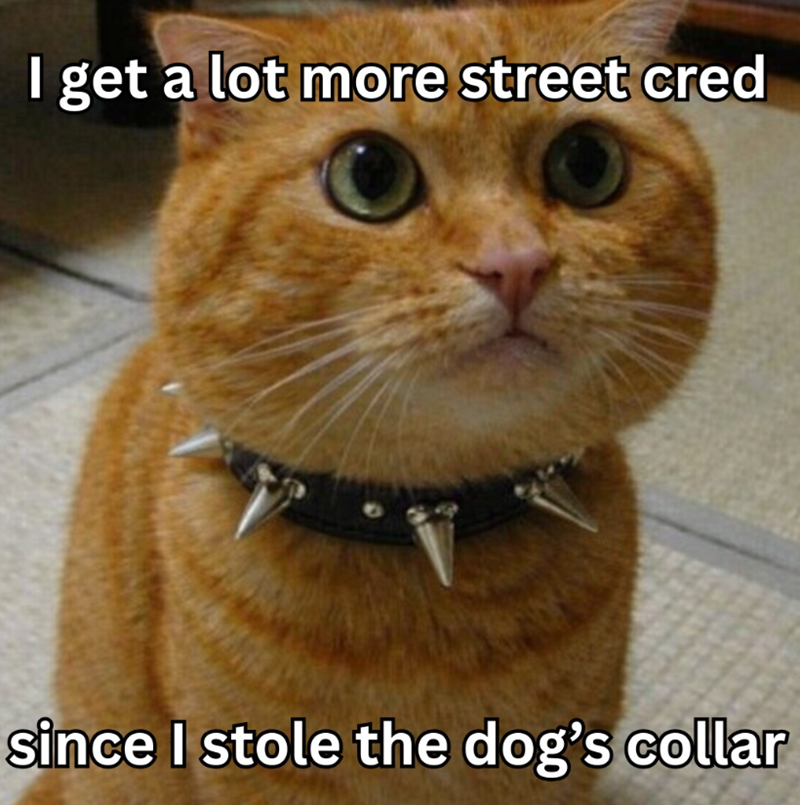 I get a lot more street cred since I stole the dog's collar