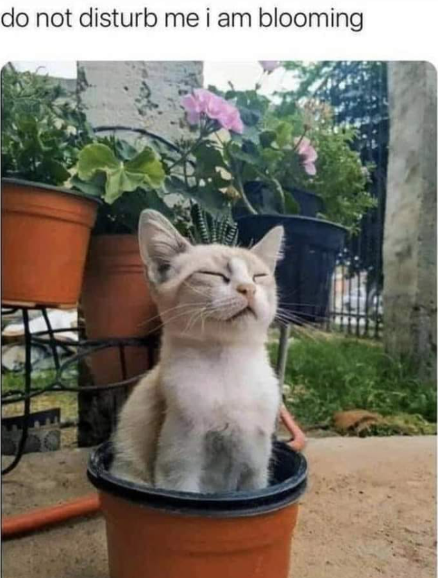 do not disturb me i am blooming