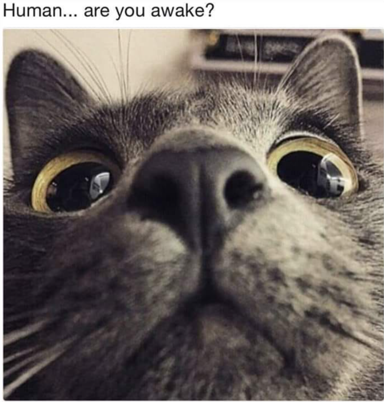 Human... are you awake?