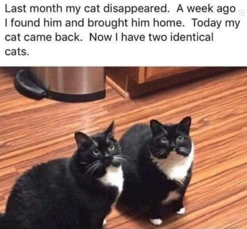 Last month my cat disappeared. A week ago. I found him and brought him home. Today my cat came back. Now I have two identical cats.