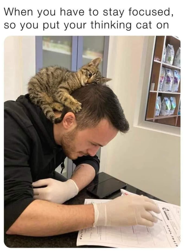 2A/13 When you have to stay focused, so you put your thinking cat on