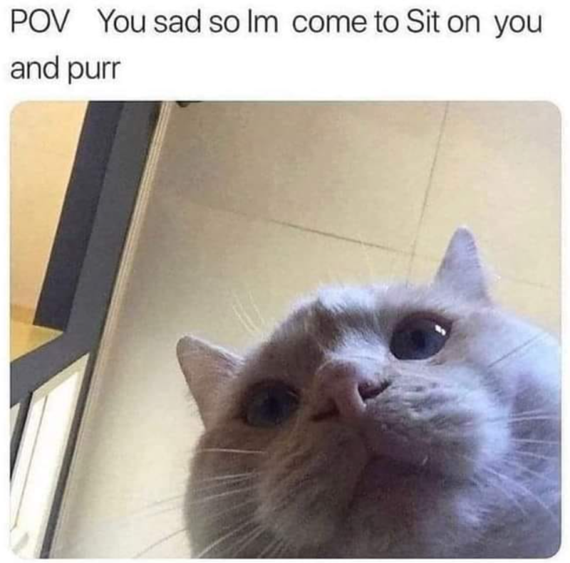 POV You sad so Im come to Sit on you and purr