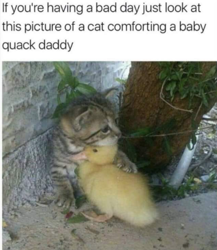 If you're having a bad day just look at this picture of a cat comforting a baby quack daddy