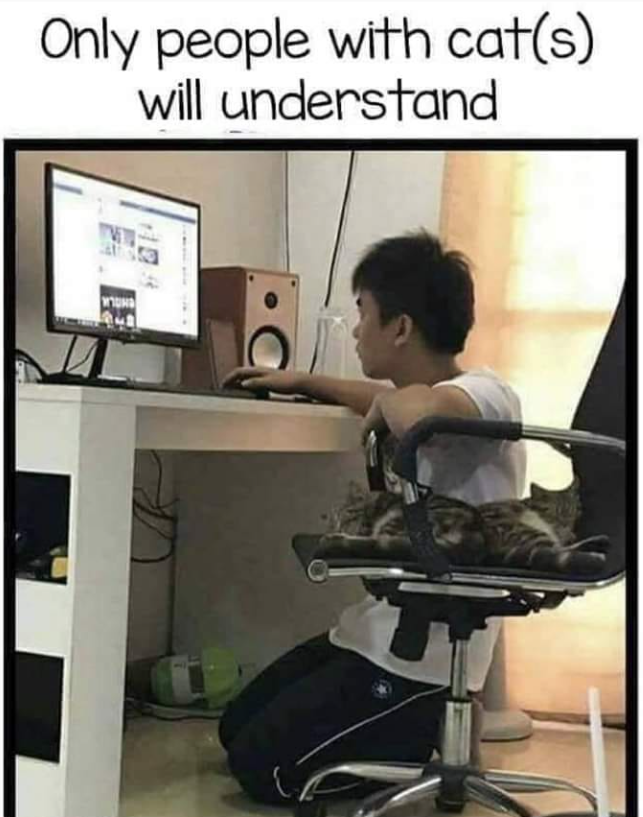 Only people with cat(s) will understand
