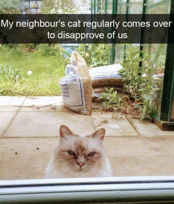 My neighbour's cat regularly comes over to disapprove of us SAND SAND LAST GLE NGLE