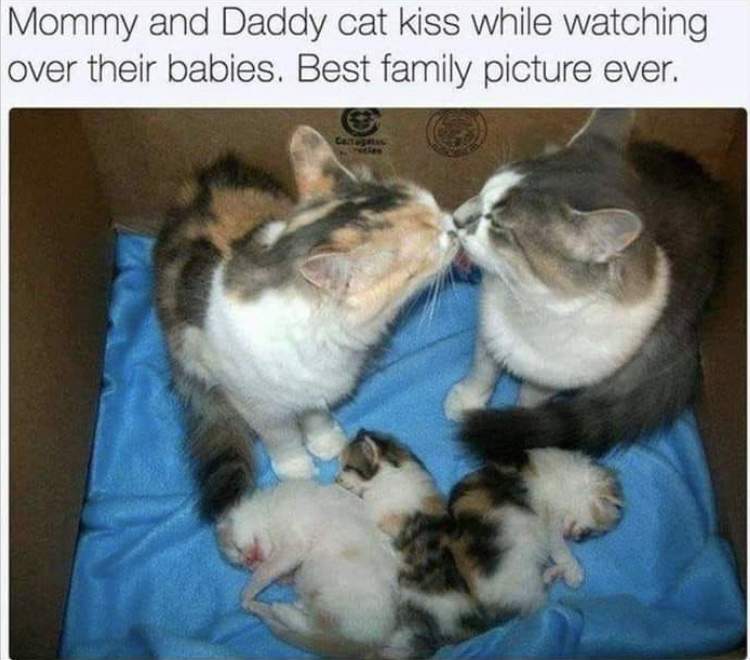 Mommy and Daddy cat kiss while watching over their babies. Best family picture ever.