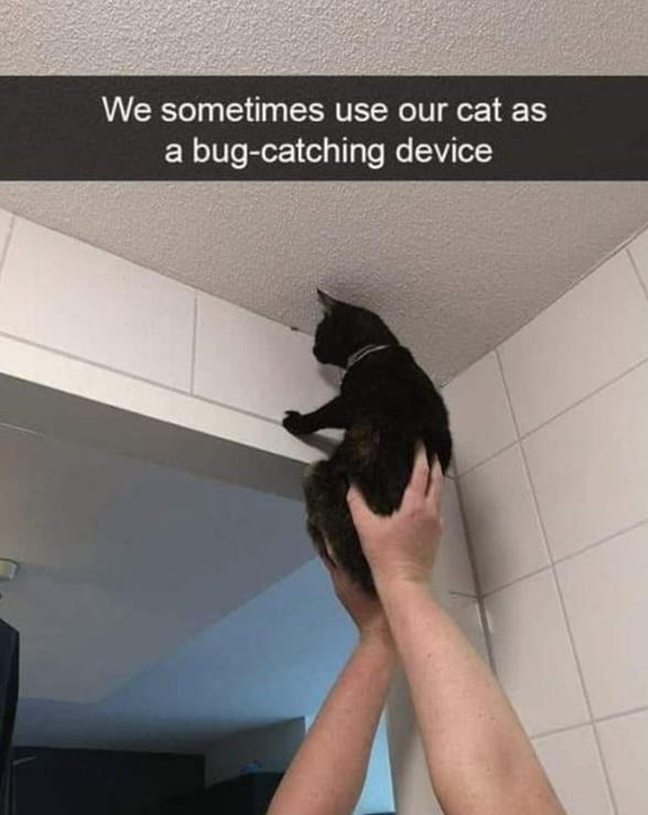 We sometimes use our cat as a bug-catching device