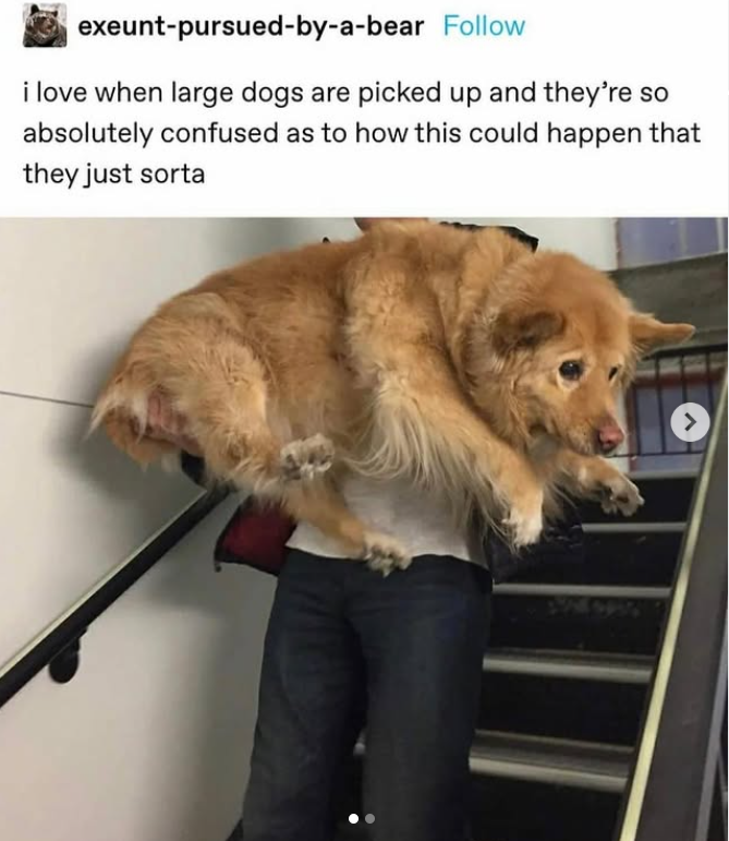 exeunt-pursued-by-a-bear Follow i love when large dogs are picked up and they're so absolutely confused as to how this could happen that they just sorta