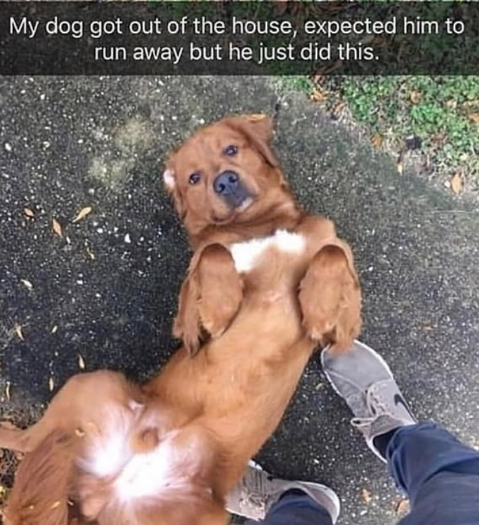 My dog got out of the house, expected him to run away but he just did this.
