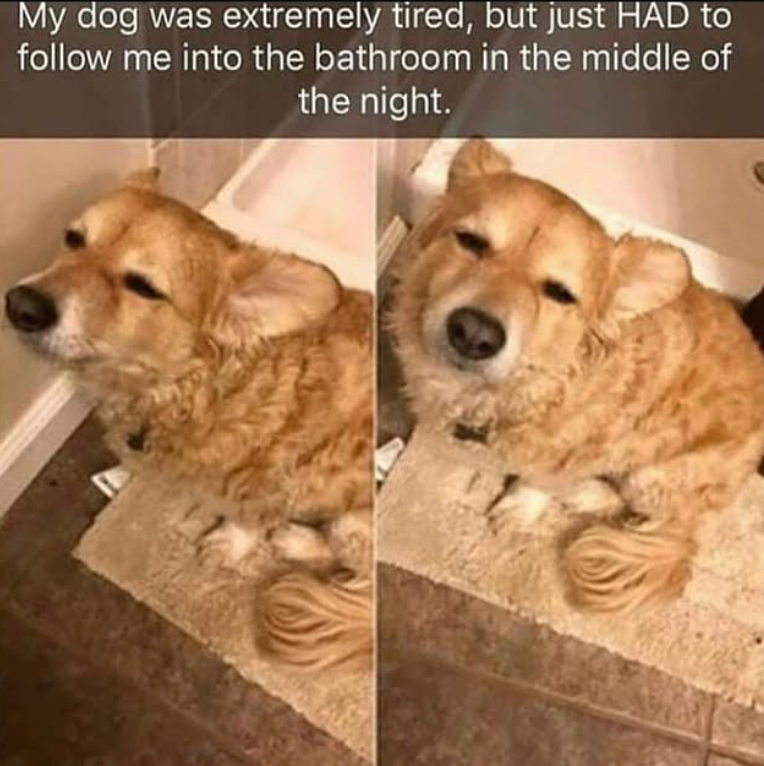 My dog was extremely tired, but just HAD to follow me into the bathroom in the middle of the night.