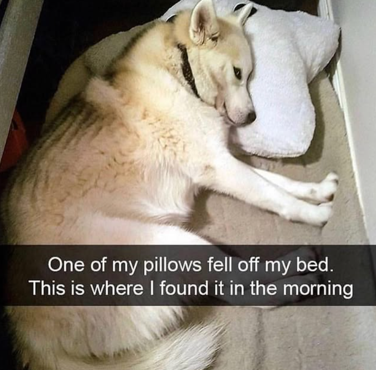 One of my pillows fell off my bed. This is where I found it in the morning