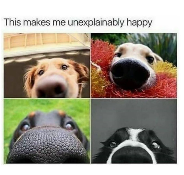 This makes me unexplainably happy