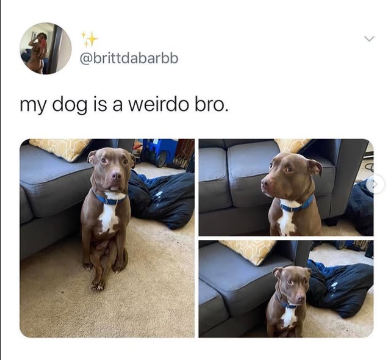 @brittdabarbb my dog is a weirdo bro.