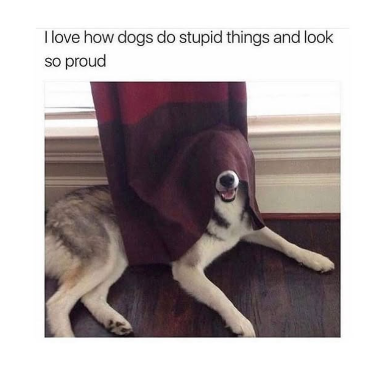I love how dogs do stupid things and look so proud