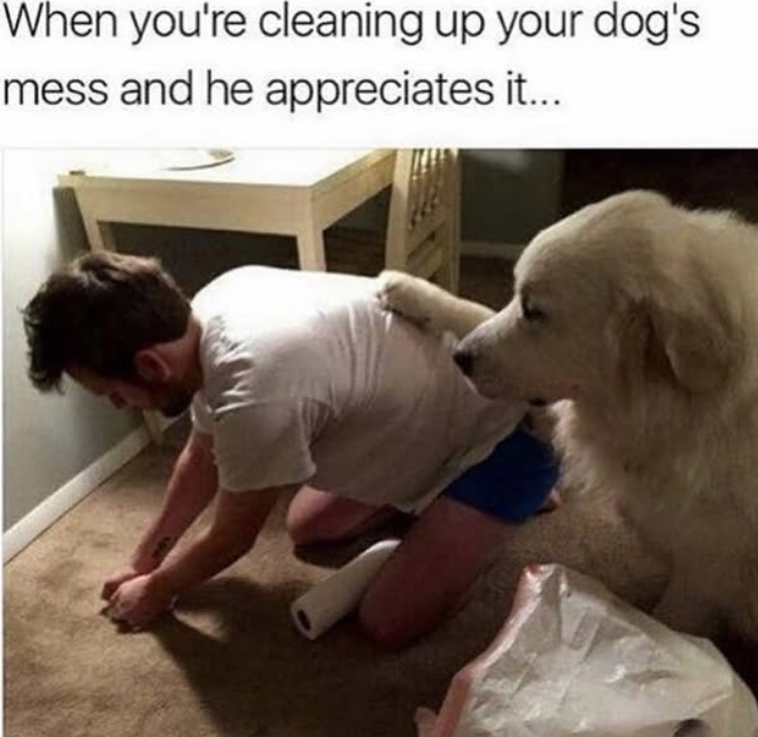 When you're cleaning up your dog's mess and he appreciates it...