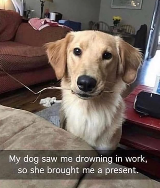 SA My dog saw me drowning in work, so she brought me a present.