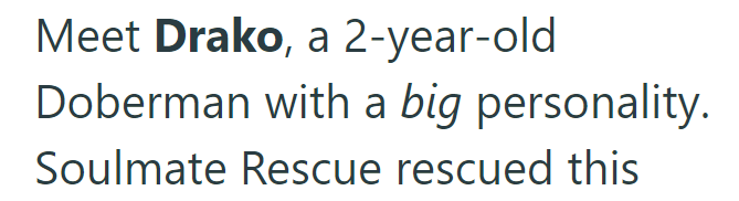Meet Drako, a 2-year-old Doberman with a big personality. Soulmate Rescue rescued this