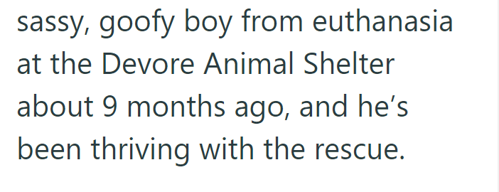 sassy, goofy boy from euthanasia at the Devore Animal Shelter about 9 months ago, and he's been thriving with the rescue.