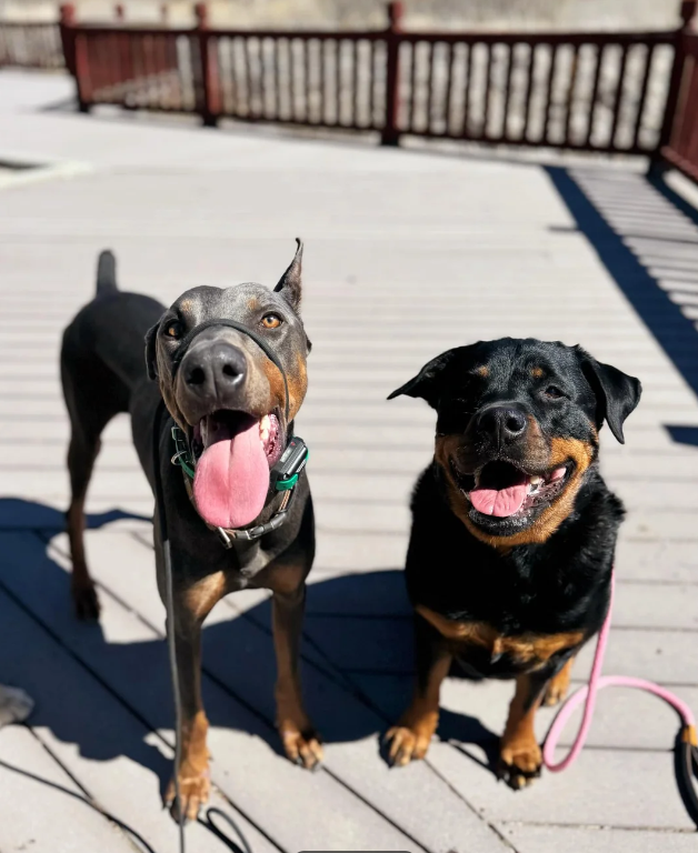 Cheezburger Image 10620380672