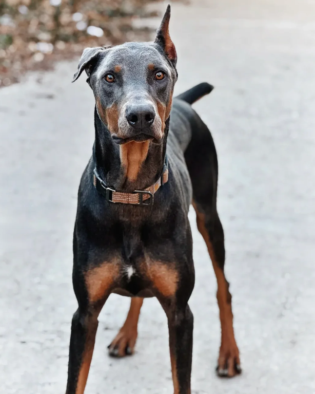 Cheezburger Image 10620381184