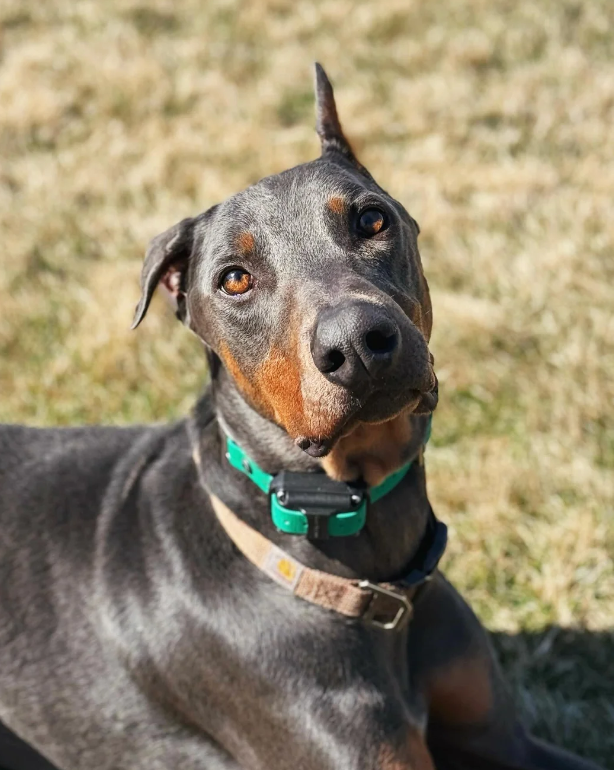 Cheezburger Image 10620381440