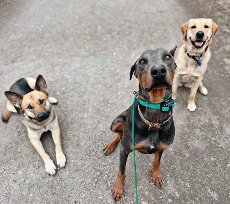 Cheezburger Image 10620382208