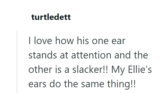 turtledett I love how his one ear stands at attention and the other is a slacker!! My Ellie's ears do the same thing!!