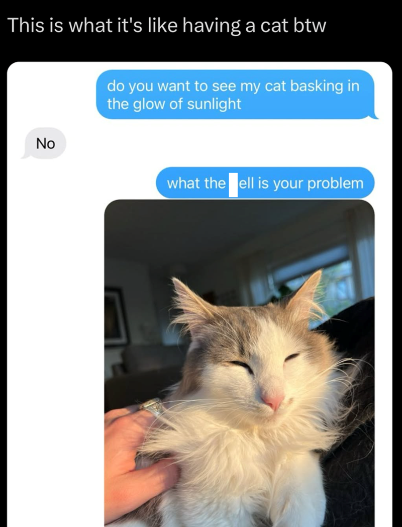 This is what it's like having a cat btw No do you want to see my cat basking in the glow of sunlight what the ell is your problem